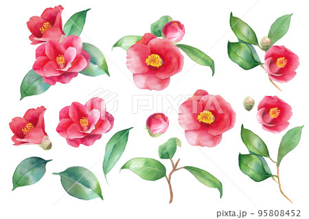 赤いツバキの水彩イラスト。装飾用。エレメントセット。ヤブツバキ。 95808452
