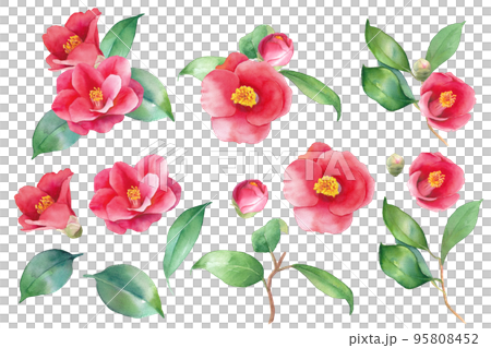 紅茶花的水彩插圖。用於裝飾。元素集。山茶花。 95808452