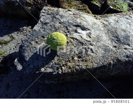 Adam's apple on the seashore. 95808501