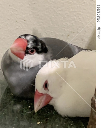 仲良し文鳥 仲良し文鳥 95808541