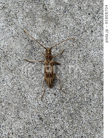 カミキリムシ 95808704