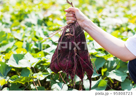 掘り立ての薩摩芋 95808723