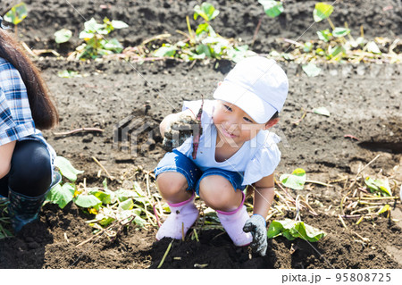 畑で芋掘りを楽しむ子供 95808725