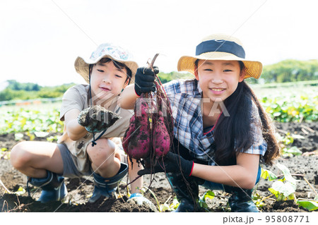 さつま芋畑で芋掘りを楽しむ子供たち さつま芋畑で芋掘りを楽しむ子供たち 95808771