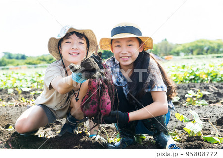 さつま芋畑で芋掘りを楽しむ子供たち 95808772