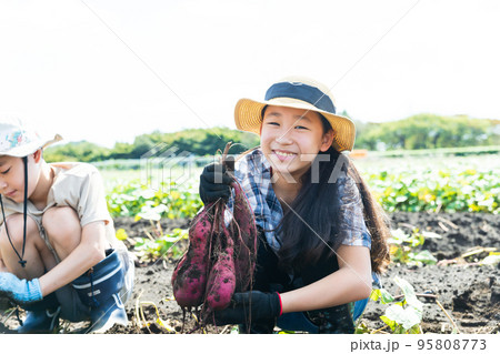 さつま芋畑で芋掘りを楽しむ子供たち 95808773