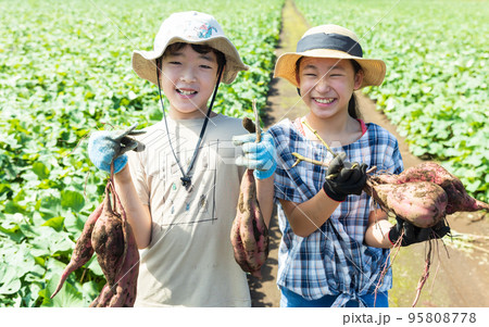 さつま芋畑で芋掘りを楽しむ子供たち さつま芋畑で芋掘りを楽しむ子供たち 95808778