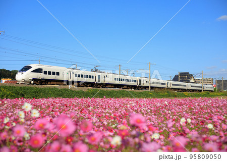 満開のコスモスと885系特急電車（JR九州） 95809050