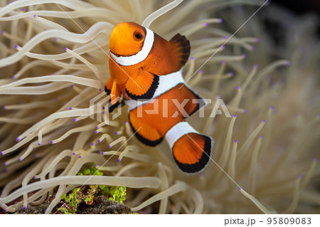 カクレクマノミとシライトイソギンチャク 共生の写真素材