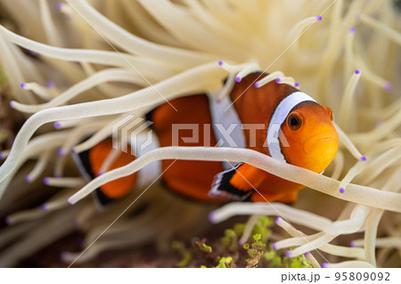 カクレクマノミとシライトイソギンチャク 共生 カクレクマノミとシライトイソギンチャク 共生 95809092