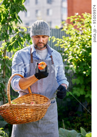 Male farmer picking fresh tomatoes from his hothouse garden Male farmer picking fresh tomatoes from his hothouse garden 95809974