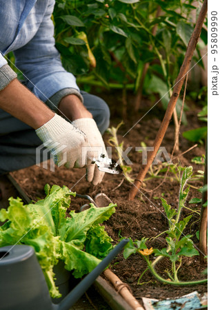 Human hands and seedling against soil fertilized by mulch. Farmer plants tomato seedlings in open ground. Spring work in kitchen-garden, vegetable crop cultivation, farming concept Human hands and seedling against soil fertilized by mulch. Farmer plants tomato seedlings in open ground. Spring work in kitchen-garden, vegetable crop cultivation, farming concept 95809990