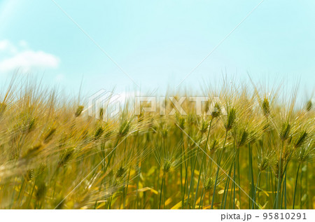 麦畑 95810291