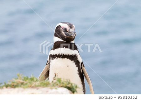 Magellanic penguin. Caleta Valdes penguin colony, Patagonia, Argentina Magellanic penguin. Caleta Valdes penguin colony, Patagonia, Argentina 95810352