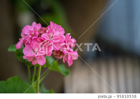 梅雨時期に咲いたピンクのゼラニュウムの花 95810538