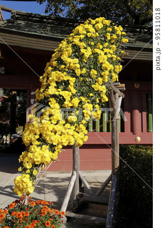 笠間稲荷神社の菊飾り 95811018