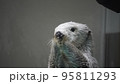 ラッコ　言わない　口を紡ぐ 95811293
