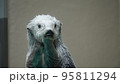 らっこ　あらいやだ 95811294