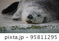 ラッコ　なにみてんの 95811295