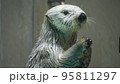 ラッコのお願い 95811297