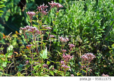 フジバカマ（藤袴） 95811375