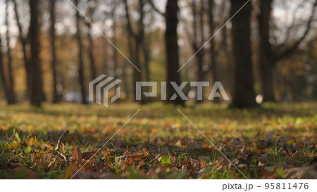 low angle background of park during autumn low angle background of park during autumn 95811476