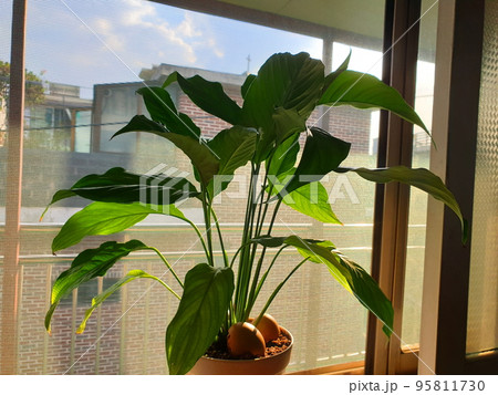 植物 自然 葉 95811730