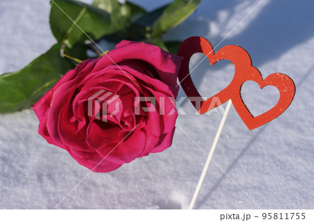 Red rose on a background of cold snow in winter Red rose on a background of cold snow in winter 95811755