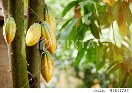 Group of yellow cacao pods 95811787