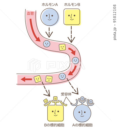 血管を流れるホルモン　受容体　標的細胞 95812108
