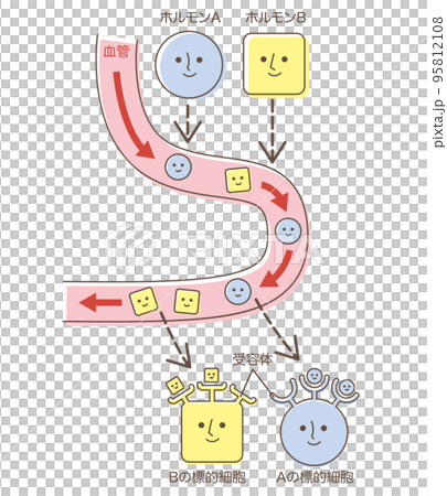 血管を流れるホルモン　受容体　標的細胞 95812108