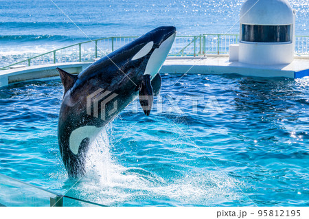 ジャンプするシャチ　鴨川シーワールド 95812195