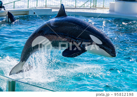 ジャンプするシャチ　鴨川シーワールド 95812198