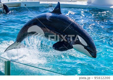ジャンプするシャチ　鴨川シーワールド 95812200