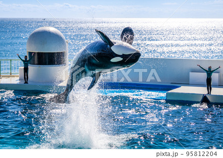 ジャンプするシャチ　鴨川シーワールド 95812204