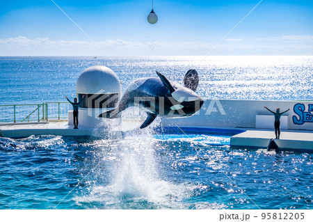 ジャンプするシャチ 鴨川シーワールド ジャンプするシャチ 鴨川シーワールド 95812205