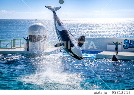 ジャンプするシャチ　鴨川シーワールド 95812212