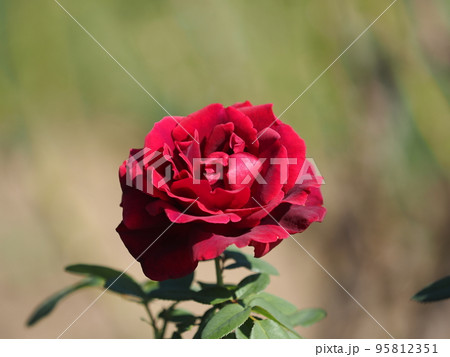 バラ「クリムゾン グローリー」 95812351