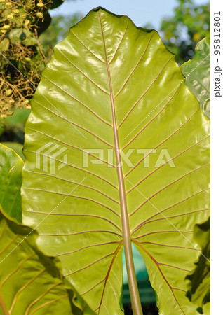 Xanthosoma sagittifolium L Schott, Ear elephant or Giant alocasia or ARACEAE Xanthosoma sagittifolium L Schott, Ear elephant or Giant alocasia or ARACEAE 95812801