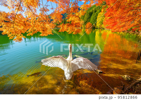 【南アルプス】 伊奈ヶ湖での紅葉と白鳥 【南アルプス】 伊奈ヶ湖での紅葉と白鳥 95812866