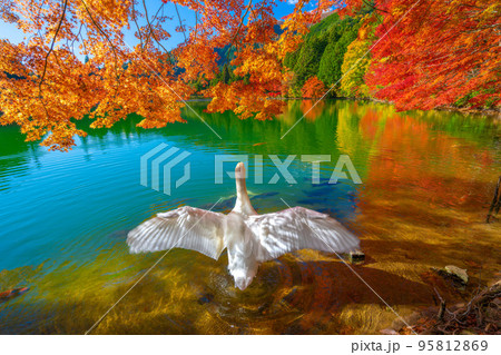 【南アルプス】 伊奈ヶ湖での紅葉と白鳥 【南アルプス】 伊奈ヶ湖での紅葉と白鳥 95812869