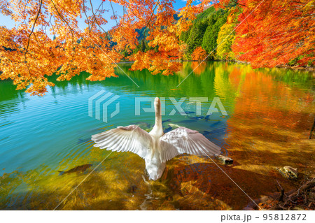 【南アルプス】 伊奈ヶ湖での紅葉と白鳥 【南アルプス】 伊奈ヶ湖での紅葉と白鳥 95812872