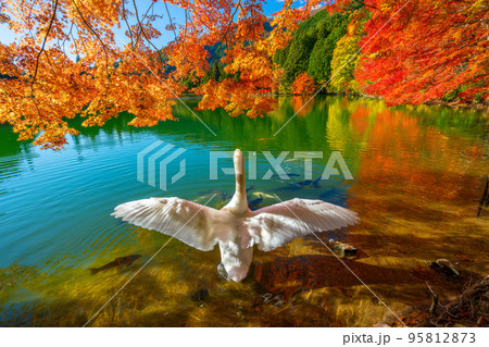 【南アルプス】 伊奈ヶ湖での紅葉と白鳥 【南アルプス】 伊奈ヶ湖での紅葉と白鳥 95812873