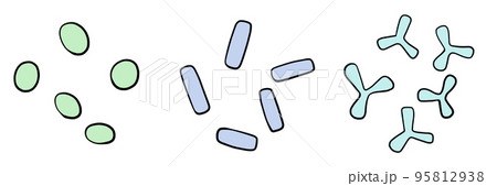 乳酸球菌・乳酸桿菌・ビフィズス菌のイラストセット 95812938