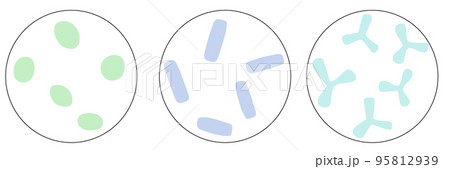 乳酸球菌・乳酸桿菌・ビフィズス菌のイラストセット 95812939