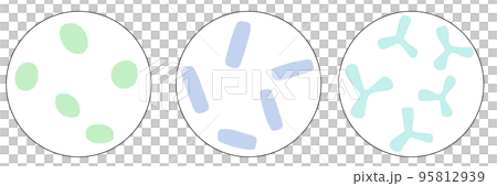 乳酸球菌・乳酸桿菌・ビフィズス菌のイラストセット 95812939
