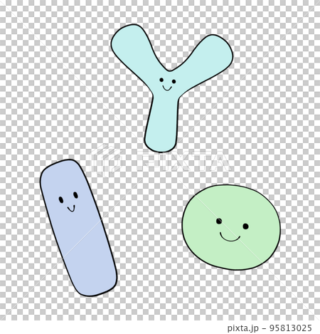 ビフィズス菌と乳酸桿菌と乳酸球菌のイラスト 95813025