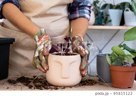 Transplanting a home plant into a new pot. Replanting philodendron, exotic plants, Caring and reproduction for a potted plant, hands close-up Transplanting a home plant into a new pot. Replanting philodendron, exotic plants, Caring and reproduction for a potted plant, hands close-up 95815122