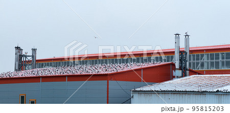 industrial landscape, many seagulls sit on the roof of a fish processing plant industrial landscape, many seagulls sit on the roof of a fish processing plant 95815203