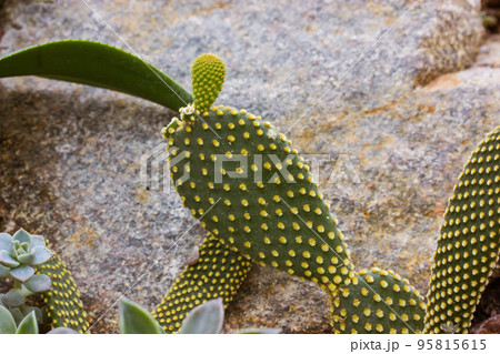 Opuntia microdasys cactus grows in botanical garden against a backdrop of gray stone. Cacti, succulents in their natural habitat outdoors. Grows in North and South America, in the West Indies, Mexico. Opuntia microdasys cactus grows in botanical garden against a backdrop of gray stone. Cacti, succulents in their natural habitat outdoors. Grows in North and South America, in the West Indies, Mexico. 95815615